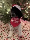 AKC Standard Poodle Puppies