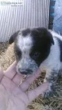 Red heeler collie cross