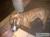 Staffordshire Bull Terrier 9 months