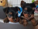 Gorgeous super tiny parti AKC Yorkshire (Yorkie) Terrier puppy