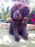 Labradoodle F2B puppies