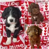 F1 standard Aussidoodles