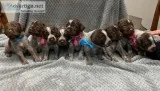 AKC wirehaired pointing griffon