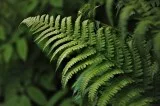 Buy  Indoor Plant Food