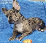 Imported from Hungary Chocolate Merle French Bulldog