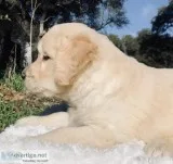 English goldendoodle  puppies