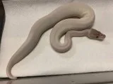 Male Super Mojave blue eyed leucistic ball python