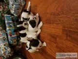 French bulldog puppies