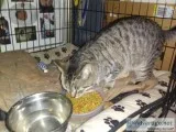 This Friendly Cat Needs a Home
