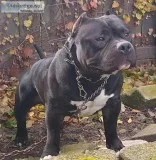 American Bully