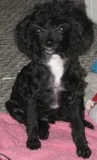 Mini you poodle