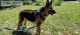 Rocky german shepherd