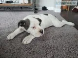 Olde English Bulldogges