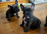 French bulldog puppies