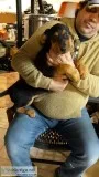 Dog for sale