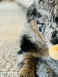 F1 Aussiedoodle Puppy