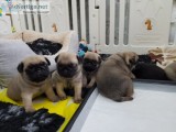Pug pups
