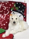 Gorgeous goldendoodle  puppies for sale in miami