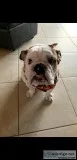 English bulldog looking for a new home