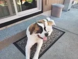 Saint bernard for stud service