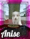 Anise Female Australian Shepherd