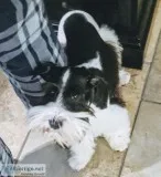 Miniature Schnauzer