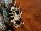 French bulldog  puppies