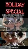 Registered Olde English Bulldogges