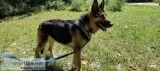 Rocky german shepherd