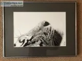 TIGER PRINT