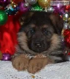 &quotGerman&quot Shepherd pups