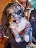 Bordoodles Puppies