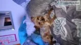 Yorkie