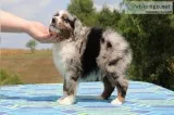 Cute Australian Shepherd for Sale2 males Cooper and Dave