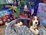 Bagle Hound s Just in time for Christmas