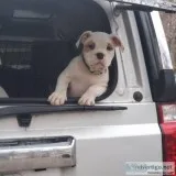 Adorable American Bully Puppies