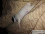Parsons Russell Terrier