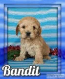 Bandit Male Cockapoo