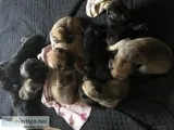 German Shepard-Lab Pups