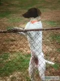 AKC registered GSP