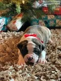 Bulldog Puppies