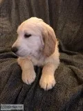 PUPS AVAIALABLE