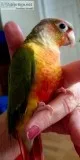 BEAUTIFUL PINEAPPLE CONURE WITH XL CAGE