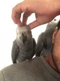 Baby african grey parrots for sale