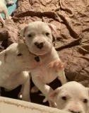 Vaccinated dogo argentino puppies