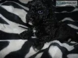 CKC REG D POODLES