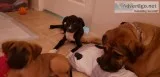Bully mix