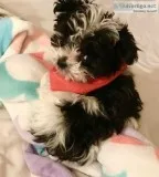Super Sweet Pups Ready For Their Forever Homes