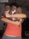 American bully pitbull for puppies for sale