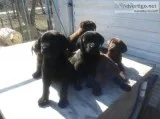 LAB PUPPIES